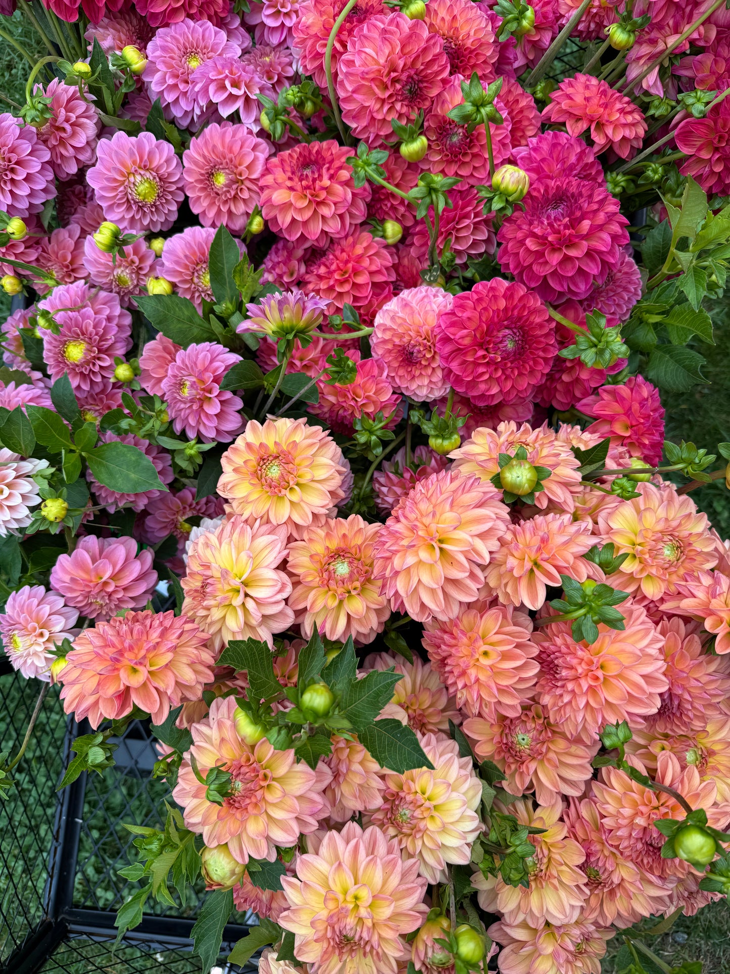 Designer’s Choice Florals